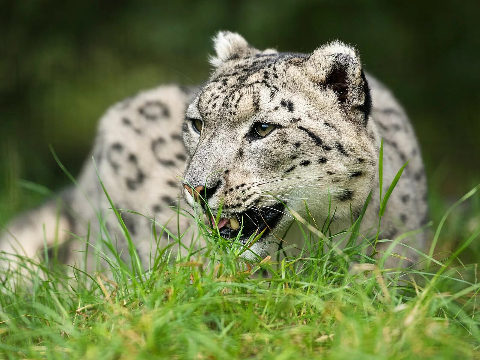 барсы ирбис прогноз. - снежный барс (panthera uncia. снежный барс (ирбис, снежный леопард). леопард 1 ирбис. снежный барс в кустах.