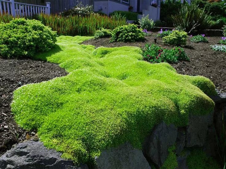 Hugh Conlon, Horticulturalist, Professor, Lecturer, and Gardener Shade garden pl