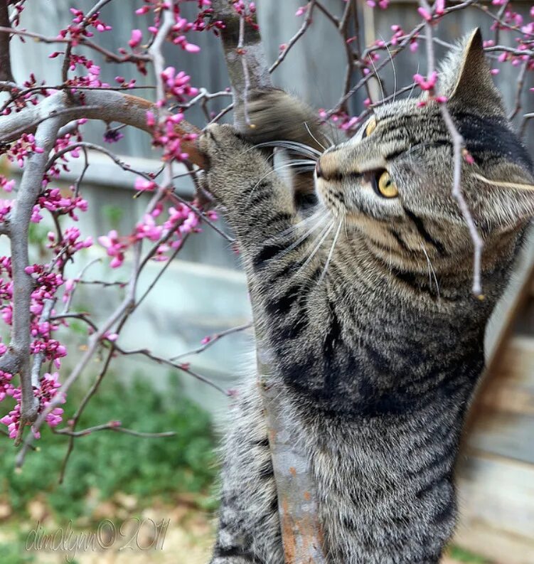 Весенняя кошечка. Весенние коты. Кошки весной. Красивая кошка весной.