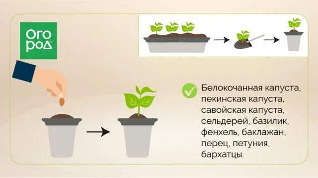 Какой метод позволил ученым установить эффективность пикировки. Пикировка растений. Пикирование цветов. Какие растения пикируют. Пикировать растение это.