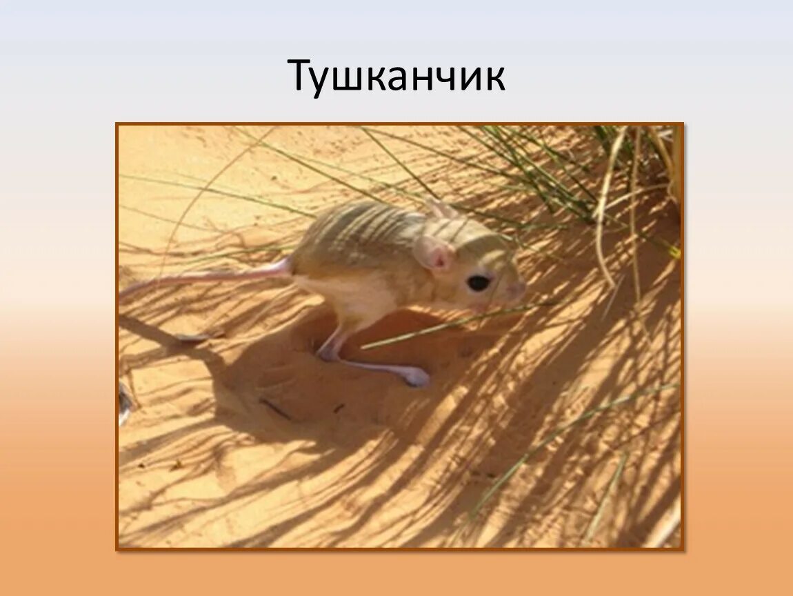 Тушканчик сообщение 4. Тушканчик животное пустыни. зона пустынь тушканчик. тушканчик пустыни и полупустыни россии. пустыни и полупустыни тушканчик.