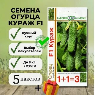 Огурцы кураж ф1 описание сорта фото отзывы