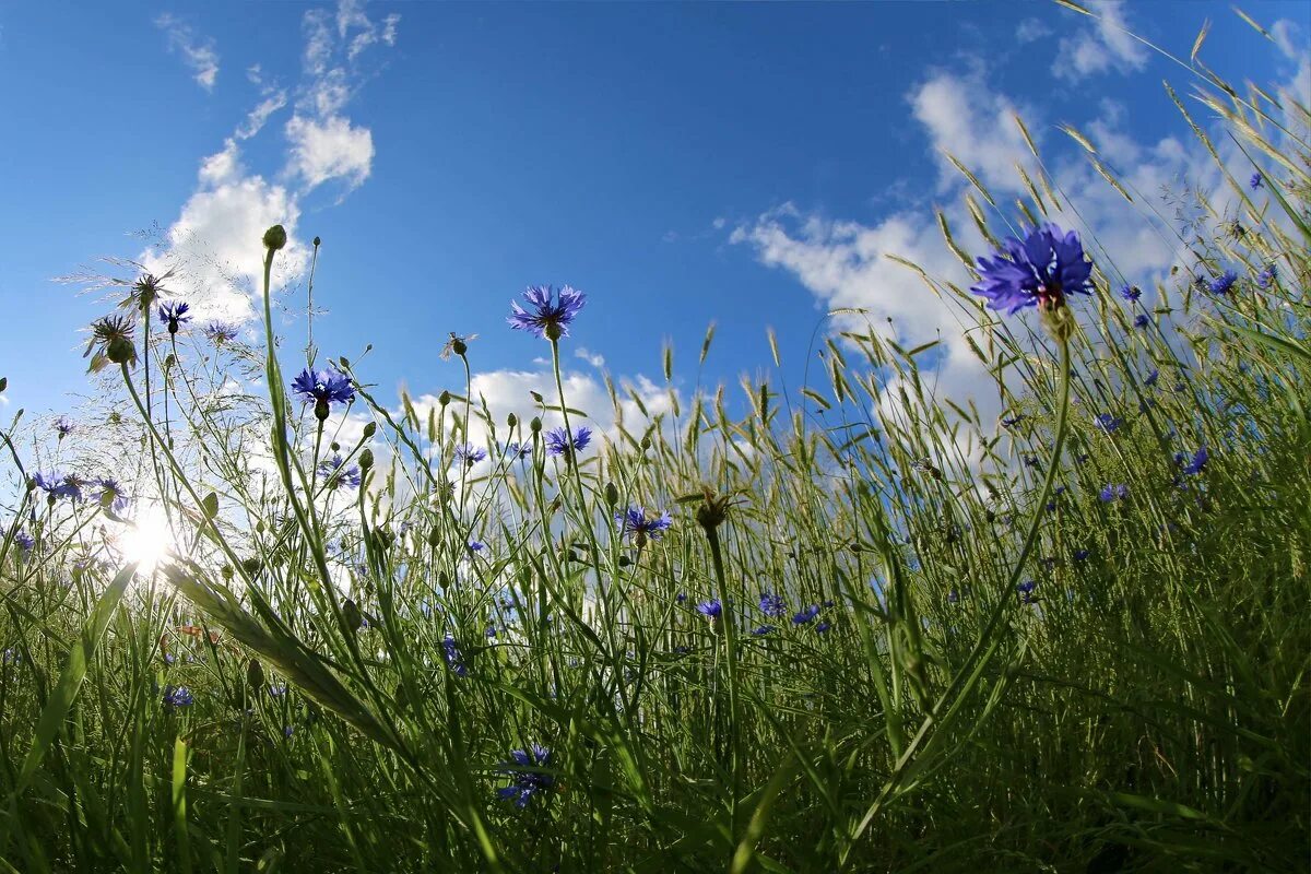 волошки ударение. васильковым небом текст. васильки стишок для детей. слова песни василек. васильковым небом текст.