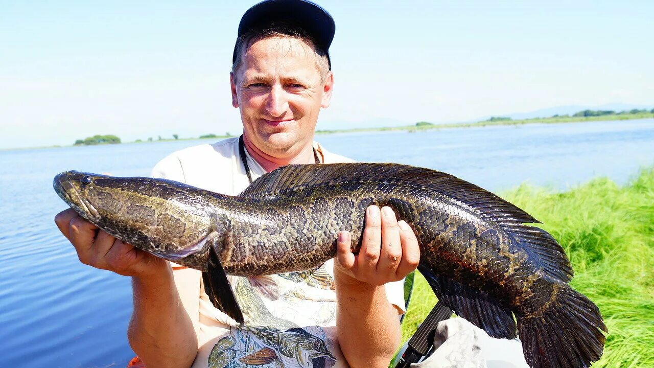 Змейголова фото. Змееголов рыба. Змееголов Амурский. Змееголов Ханкайский. Змееголов Речной.