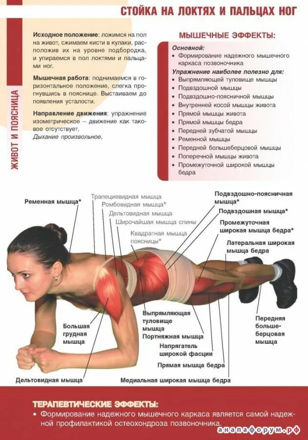 Планка польза для мужчин. Мышцы задействованные в Планкк. Планка упражнение. Упражнения для мышц поясницы.