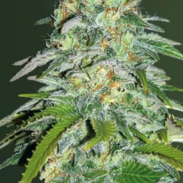 Импортные сорта. Конопля сорта пармезан. auto cheese feminised. super extra skunk fem (victory seeds). parmesan сорт травы.