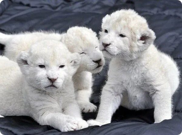 Как выглядит белый друг AMO A LOS ANIMALES Albino animals, Animals beautiful, Animals wild