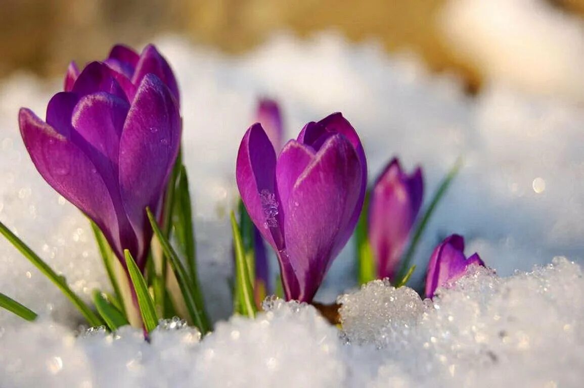 Крокусы тюльпаны подснежники. Цветы в снегу. Весенние цветы в снегу.