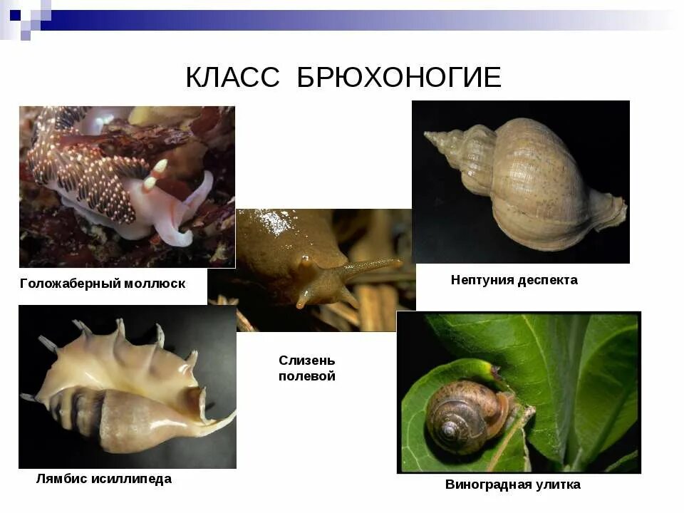 Брюхоногие список. Представители брюхоногих моллюсков биология 7. Морские брюхоногие моллюски представители. Представители брюхоногих 7 класс. Брюхоногие улитки представители.