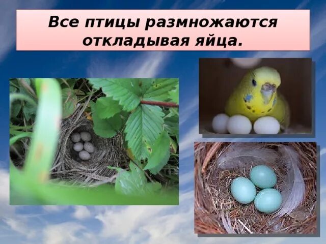 Размножение птиц 8 класс. Размножение птиц. Птицы размножаются, откладывая яйца. Яйца птиц презентация. Размножение птиц яйцо.