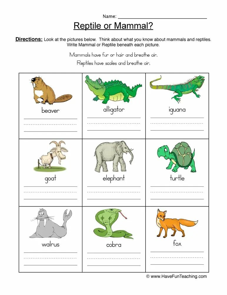 Reptiles mammals. Mammals and Reptiles Worksheet. Mammals and Reptiles Worksheets for Kids. Animals Worksheets. Reptiles Worksheets for Kids.