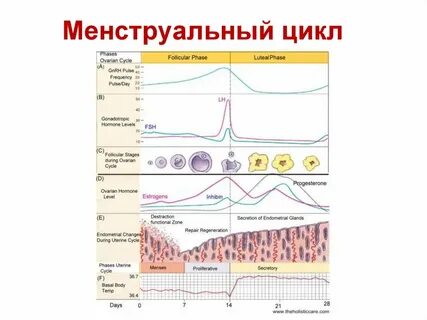 1 цикл это сколько дней