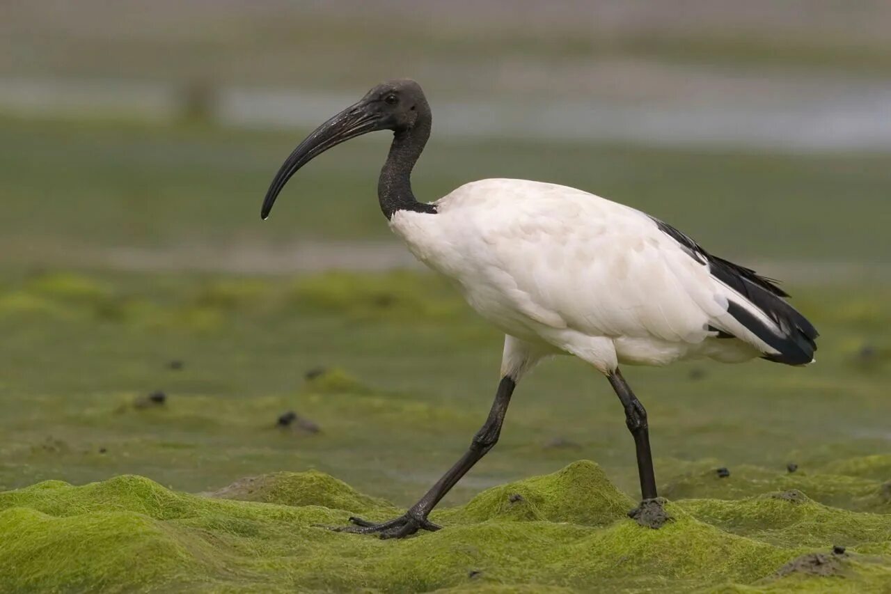 File:Scarlet Ibis (Eudocimus ruber) RWD.jpg - Wikimedia Commons