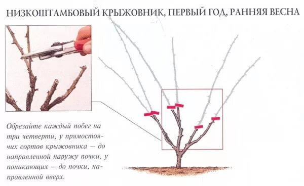 Весенняя обрезка крыжовника