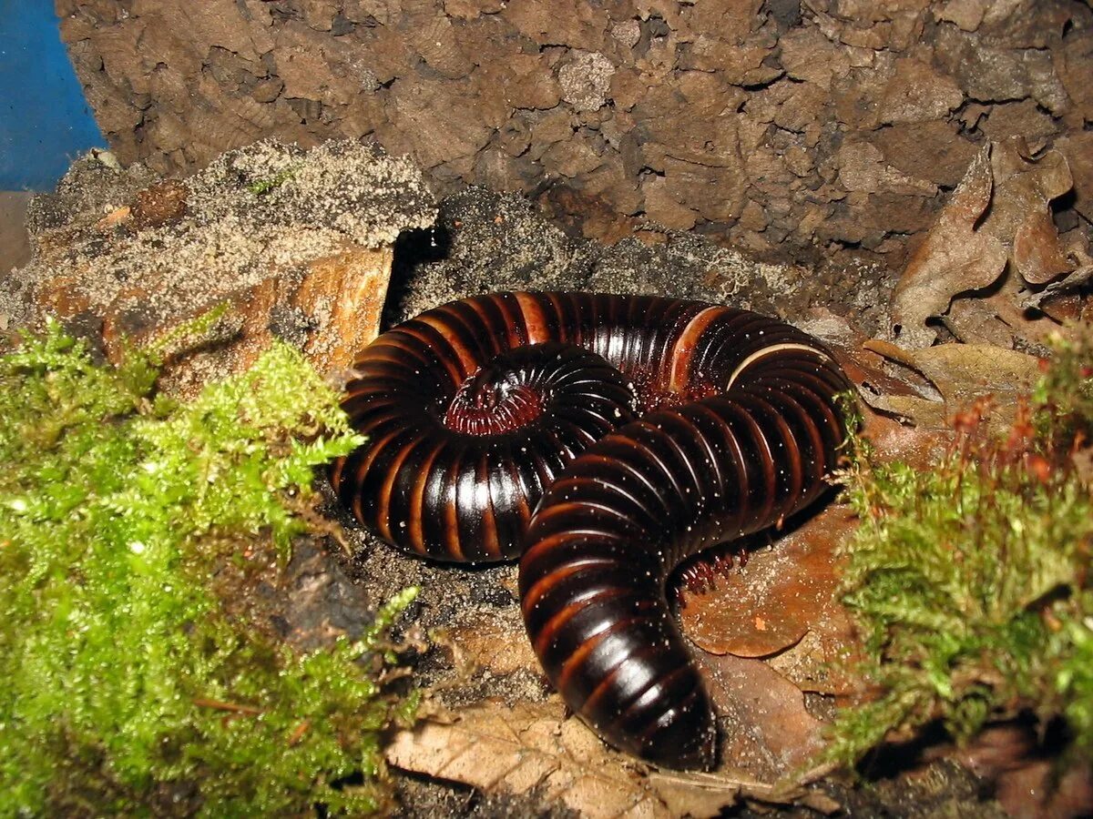 Гигантский кивсяк Archispirostreptus Gigas. Сороконожки кивсяк Африканский. Африканская многоножка кивсяк.