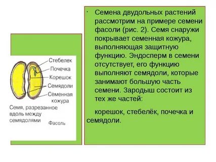 Чем различаются зародыши двудольных