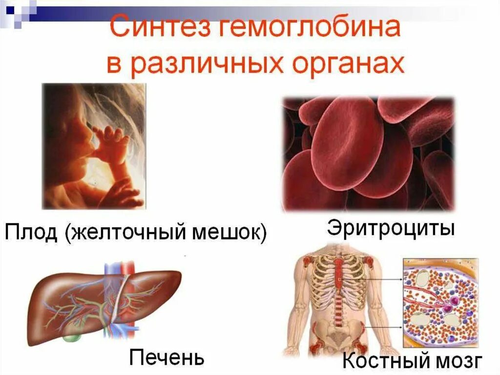 Печень и эритроциты. Синтез гемоглобина. Факторы необходимые для синтеза гемоглобина. Синтез гемоглобина стадии. Гемоглобин синтезируется в печени.