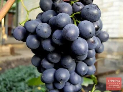 Вкусный черный виноград