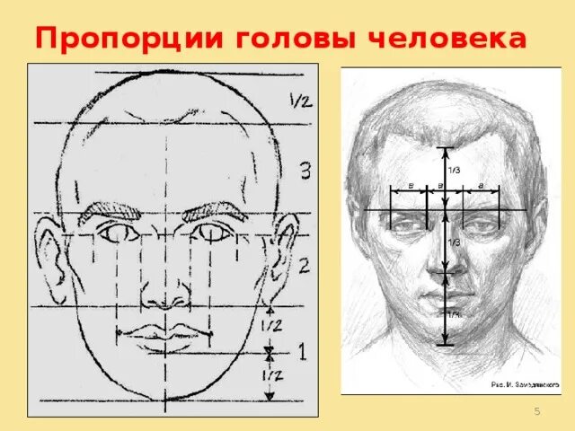 Лицо часть головы человека. Пропорции головы человека. Пропорции головы и лица человека. Конструкция головы и ее пропорции. Голова человека и ее пропорции.