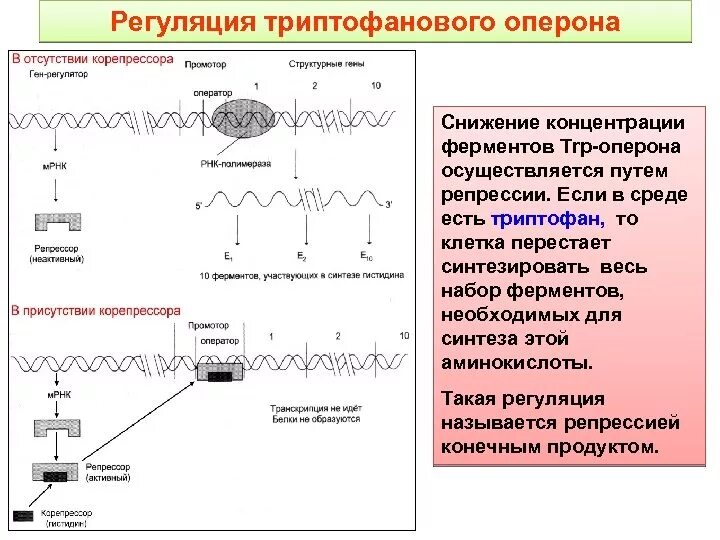 Триптофановый оперон. Регуляция экспрессии триптофанового оперона. аттенюация транскрипции триптофанового оперона. триптофановый оперерон механизм.