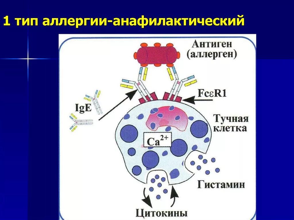 Анафилактический тип реакции. Схема аллергической реакции 1 типа. Анафилактический Тип аллергических реакций схема. Анафилактический Тип гиперчувствительности схема. Схема аллергической реакции 1 типа иммунология.