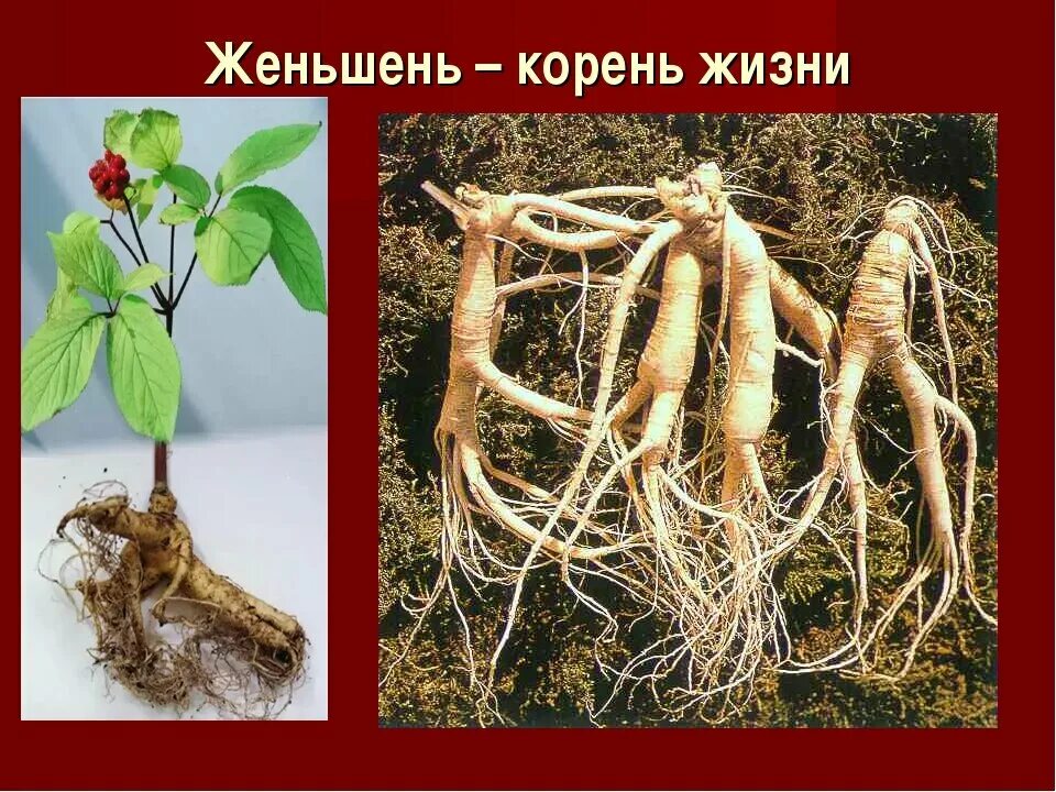 Женьшень Дальневосточный. Корень женьшеня. Женьшень корень женьшеня. Корни растений. Сколько лет корневой