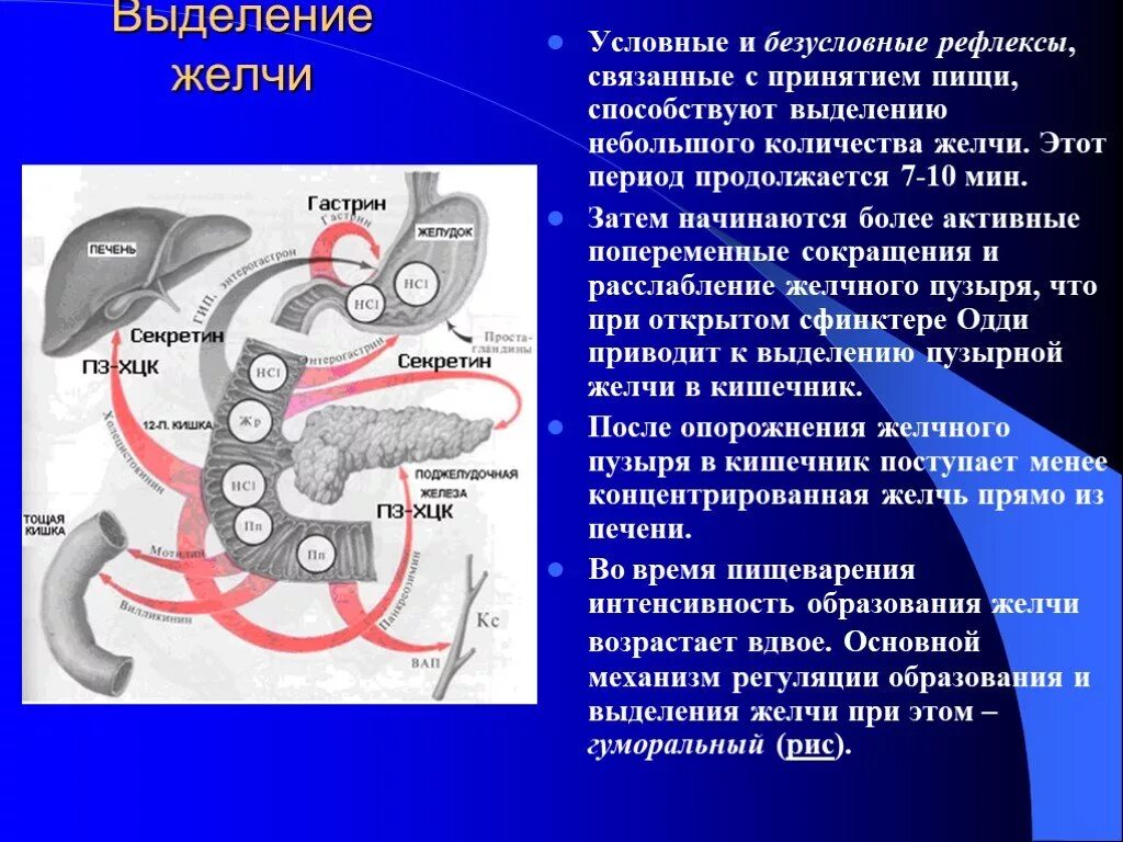 Желчь попадает в кишечник. Поступление желчи в кишечник. В 12 перстную кишку поступает желчь и. Выделение желчи в двенадцатиперстную кишку. Выделение желчи в двенадцатиперстную кишку усиливают.