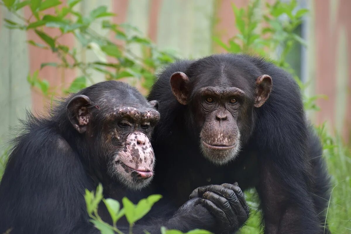 Шимпанзе разумное. Шимпанзе с ящиком. chimp us flag pictures album.