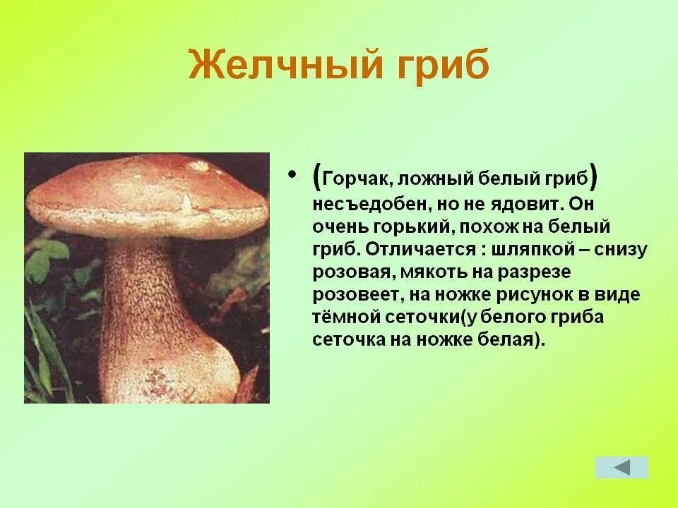 Желчный гриб какой. Горчак, ложный белый гриб. Ядовитые грибы желчный гриб. Ложный Боровик, желчный гриб. Желчный гриб горчак.