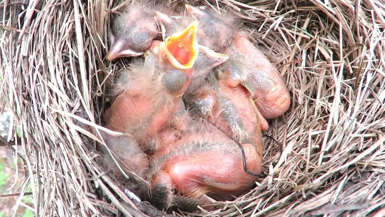 В 1 гнезде 3 птенца. Дрозд рябинник птенец. Гнездо дрозда рябинника. Новорожденные птенцы дрозда. Птенцы дрозда в гнезде.