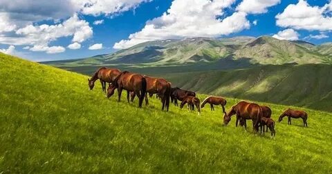 Жер комитет