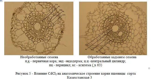 Центральный цилиндр корня. Эндодерма корня поперечный срез. Эндодерма и перицикл.