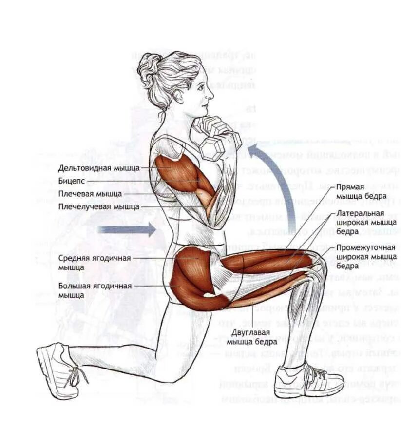 Выпады анатомия упражнения. Болгарские выпады анатомия. Выпад вперед анатомия. Упражнение выпады какие мышцы работают.