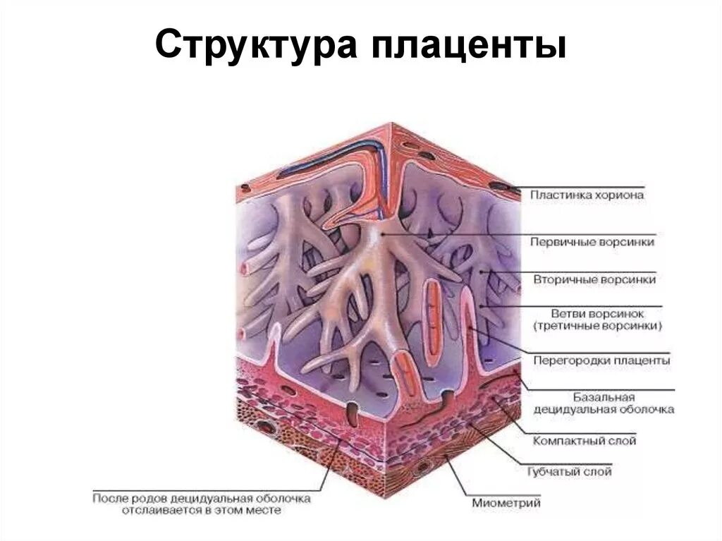 Строение плаценты гистология Котиледон. Строение ворсинки плаценты. Строение плаценты хорион. Гистологическое строение плаценты. Барьер слизистая оболочка