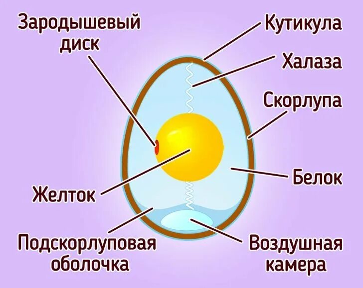 Строение халазы в яйце. Строение яйца птицы халазы. Желток белок строение яйца. Строение яйца птицы рисунок.