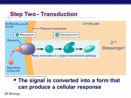 Cellular signaling