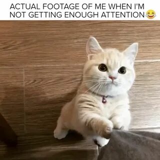 Я 1 кошка