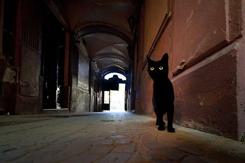 Жизнь черного кота