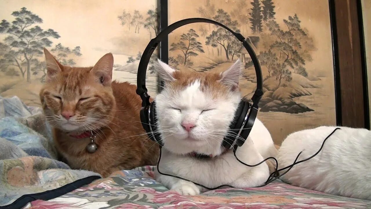 Включи видео кот песни. Кот в наушниках. Музыкальные коты. Кошка с наушниками. Кот слушает музыку.