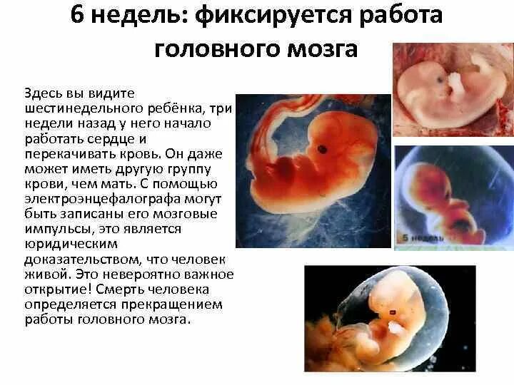 6 недель беременности что происходит с мамой. Развитие эмбриона 6 недель. Размер эмбриона на 6 неделе. Эмбрион в 5 недель - 6 недель.