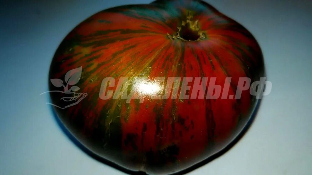 томат кабан отзывы. томат large barred boar (большой полосатый кабан, сша). розовый полосатый кабан томат. томат large barred boar (большой полосатый кабан, сша). томат большой полосатый кабан мязина.