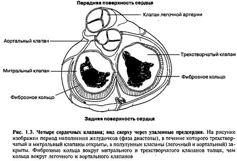 Поперечный срез сердца человека