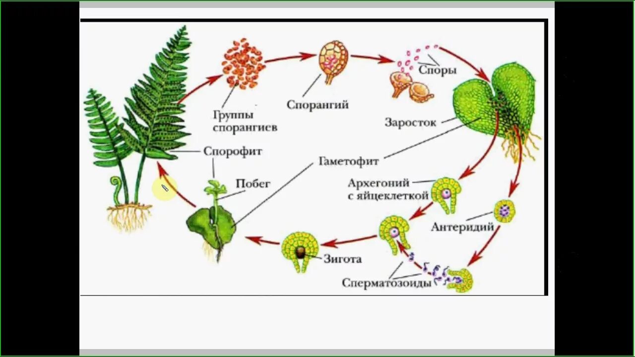 На спорофите образуются гаметофит. Цикл развития папоротника. Жизненный цикл папоротниковидных. Цикл размножения папоротников. Цикл размножения папоротников схема.