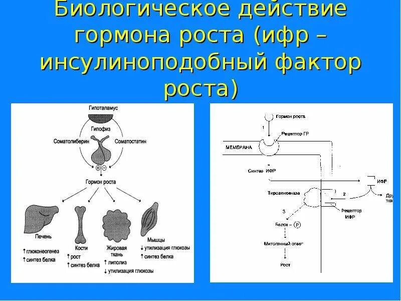 Частоты гормона роста. Соматотропный гормон Синтез схема. Механизм действия гормона соматотропина. Схема действия соматотропного гормона. Клетки-мишени гормонов биохимия.