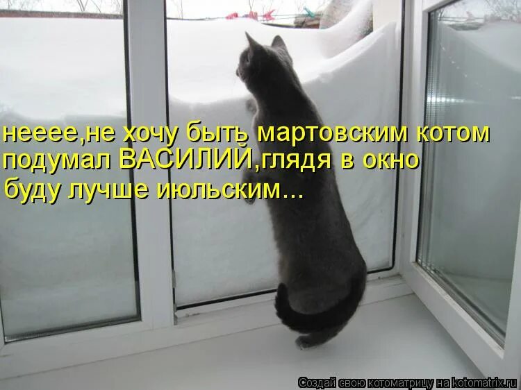 Кот за окном. Окно зимой. Деньги в окно. Окошко нету. Скоро весна котики.