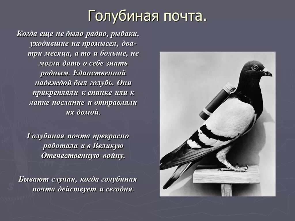 Как использовали голубей. Голубиная почта. интересные факты о голубях. интересные факты о голубях для детей. интересные истории про голубей.