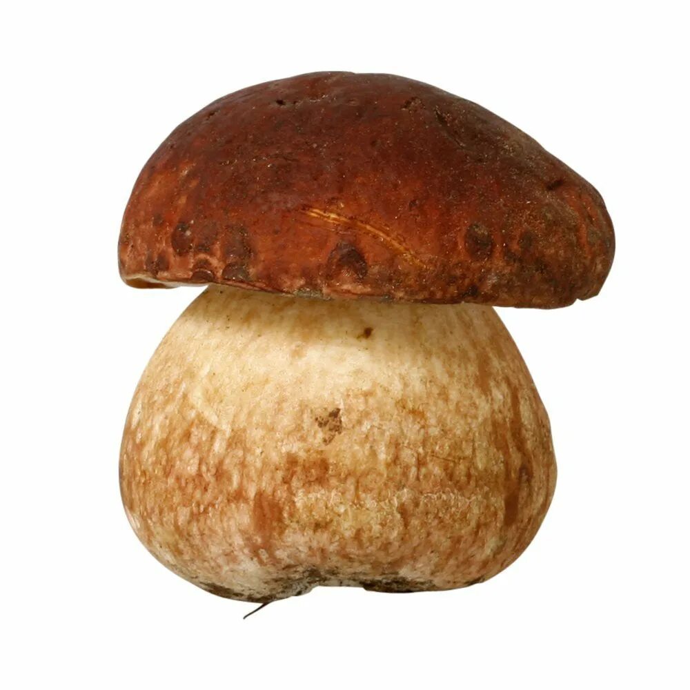Картинка грибы на белом фоне. Грибы на прозрачном фоне. Boletus edulis – белый гриб. Картинка грибы на белом фоне. Картинка грибы на белом фоне.