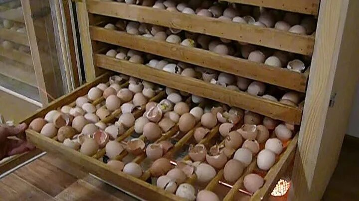 Инкубационное яйцо муларда купить. Инкубационное яйцо Мулард. Цесариные яйца в инкубаторе. Яйцо муларда для инкубации. Дамате инкубатор.