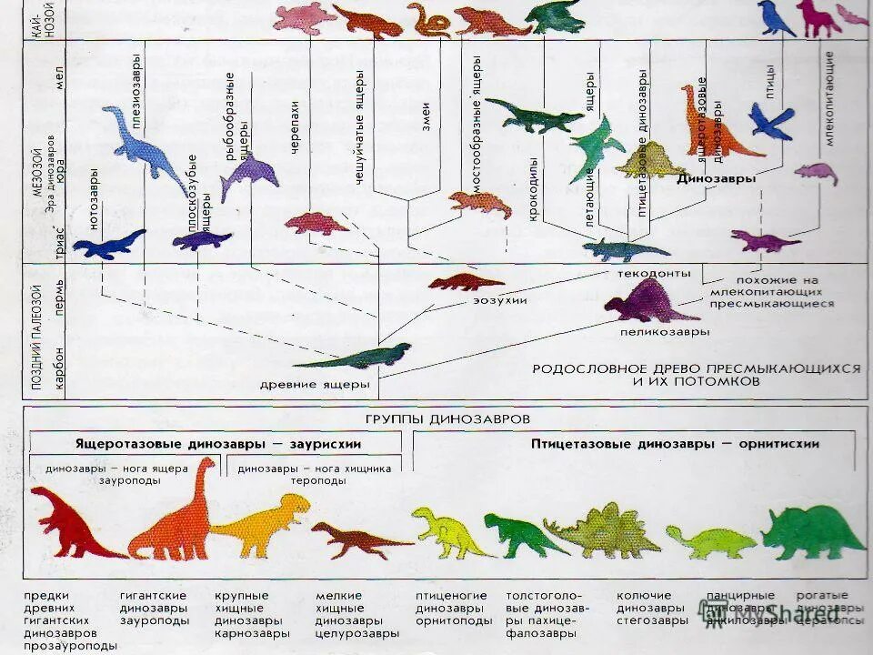 Сравнение динозавров. Размеры динозавров в сравнении с человеком. Таблица размеров динозавров. Динозавры по росту. Динозавры по периодам.
