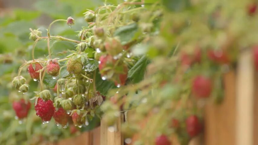 Ягоды летом. Земляника после дождя. Земляника зеленая fragaria viridis duch. Клубника под дождём фото. Земляника после огурцов.